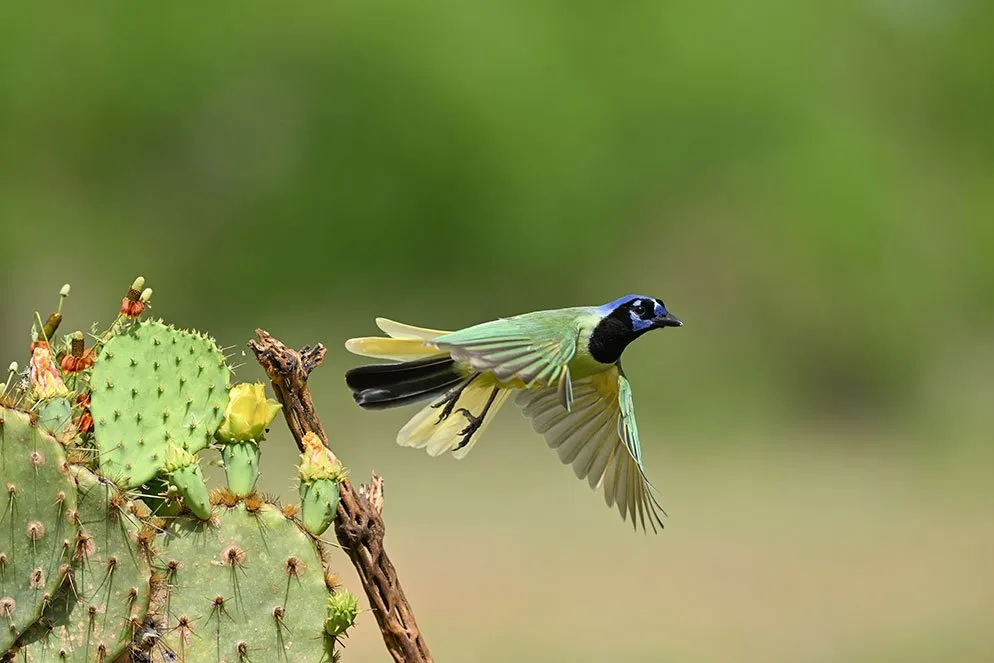 A green jay in flight